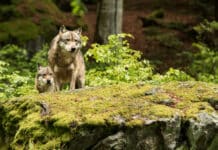 Senkung des Schutzstatus des Wolfes kommt einen Schritt näher