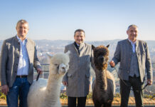 Graz ist wieder Alpaka-Hauptstadt