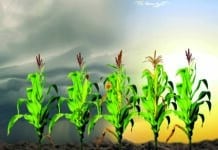 AQUAmax-Hybriden von Pioneer: Innovativer Schutz vor Trockenstress