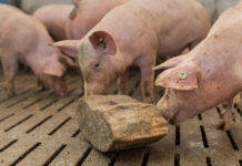 Ein Vorstoß gefährdet eine ganze Branche