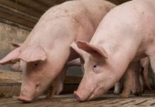 Übergangsfrist für Vollspaltenbuchten laut VfGH zu lang