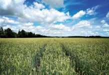 Broadway Plus ist noch breiter und sicherer durch Arylex active