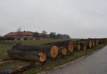 Eine Walnuss war die „Braut der Submission“