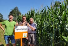 Neue mittelfrühe Zahnmaissorte KWS Arturello überzeugt durch hohe Energieerträge