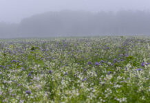 Es ist ein komplexes Regelwerk, das Böden und Gewässern hilft