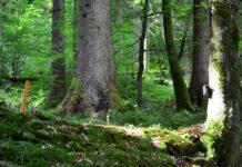 Luchs und Wildkatze sind zurückgekehrt