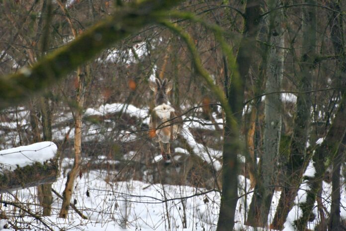 PA Rücksichtnahme Sichert Überleben Von Wildtieren Rehbock