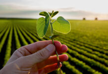 Probstdorfer Sojasorten