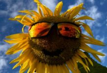 Immer die richtige Sorte