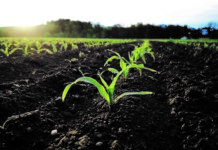 Utrisha™ N – eine natürliche Stickstoffquelle