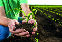 Eine natürliche Stickstoffquelle