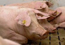 Hilfen für burgenländische Landwirte