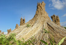 Abbrennen von Schilf erlauben