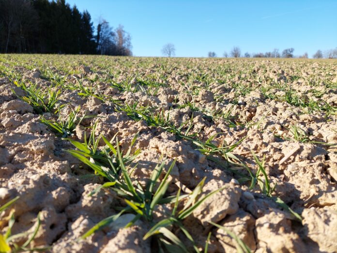 Weizen Angedüngt 1 12.03.22 Tw