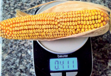 Das Maisportfolio wird größer