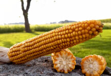 Neue Impulse im Maisportfolio