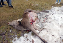 Abschussverordnung für Risikowolf in Fieberbrunn erlassen