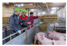 Kein Tierwohl ohne Tiergesundheit