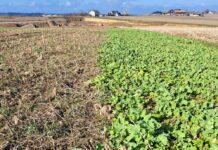 Früheste Umbruchtermine beachten