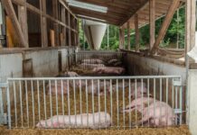 Tierwohl Schwein macht deutliche Fortschritte