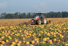 Interessante Neuzüchtungen beim Ölkürbis