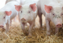 Mit Kräuterextrakten im Futter wird Schwanzbeißen verringert