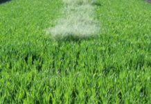 Broadway® Plus: breiter und sicherer durch Arylex® active