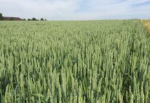 Alle Unkräuter und -gräser im Visier von Broadway® Plus