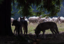 Gleichberechtigung bei Wolf-Frage
