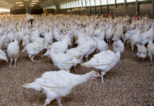 Tierwohl wird durch Importe unterlaufen