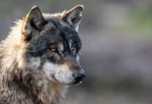 Behördlich bestätigter Risikowolf im Bezirk Freistadt zur Entnahme freigegeben