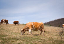 Fördersegen für imaginäres Milchvieh