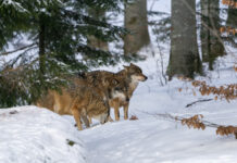 Bundesländer für Senkung des Schutzstatus des Wolfs