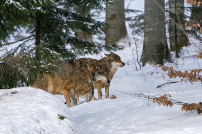 Wolf