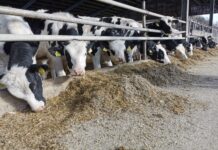 Rosé-Mast: Viele Wege führen zum Ziel