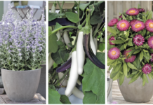 Startschuss für das Gartenjahr: Es geht um Klima und Ernte