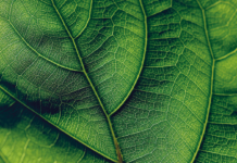 Wuxal P-Versorgung lohnt sich