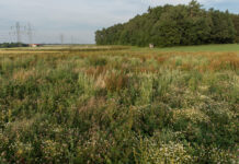 Verpflichtung zur Anlage von Brachflächen wird ausgesetzt