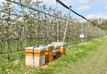 Wenn Bienen „wandern“, nutzt das Imkern und Bauern