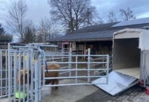 (Teil)mobile Schlachtung direkt am Betrieb