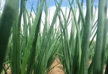 Kwizda Kartoffel und Zwiebel Pack mit bewährten Vorteilen