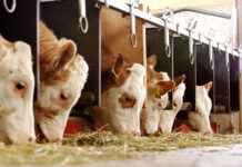 Streit um Tierschutz-Auflagen: „Blaue Daumenschrauben für Bauern“