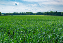 Kwizda Agro Kulturvideos – Sicher wachsen dank Pflanzenschutz Empfehlungen