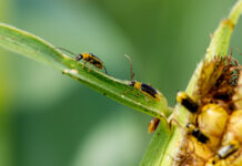 Kärntner Maiswurzelbohrer-Verordnung aufgehoben