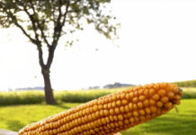 „10 plus 1-Aktion“ nutzen!