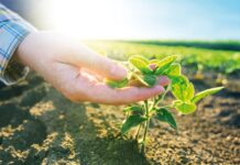 Optimale Sojasorten aus der Probstdorfer Saatzucht