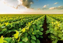 Probstdorfer Sojasorten