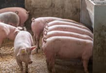 Ein Balanceakt: Wohlbefinden für Bauer, Tier und Konsument