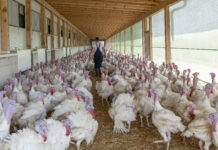 Weltfleischtag: Wo sind die guten heimischen Puten?