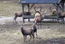Wildtierfütterung: Jäger wollen keine Trophäen mästen